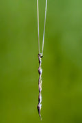 Necklace Huella Needle Fine Silver Shirley Blanch